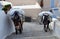 Mule carrying building supplies through the steep narrow streets