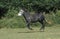 Mule, Crossbreed of Male Donkey and Female Horse, Adult Galloping through Meadow