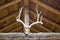 Mule deer antlers