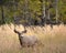 Mule deer in aspen