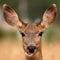 Mule Deer Being Playful