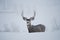 Mule Deer Buck