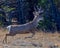 Mule Deer Buck