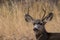 Mule Deer Buck Bedded Close up