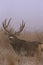Mule Deer Buck on Foggy Morning