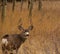 Mule Deer Buck with large antler rack