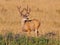 Mule Deer Buck with Large Antlers