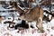 Mule deer buck with large antlers in snow