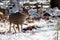 Mule deer buck with large antlers in snow