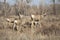 Mule Deer Buck Leading His Female Family Winter Grassland Wildlife