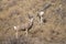 Mule Deer Buck Leading His Female Family Winter Grassland Wildlife