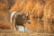 Mule Deer Buck licks his lips after refreshing drink at water hole