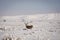 Mule Deer Buck With Misty Winter Background