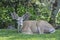 Mule deer buck Odocoileus hemionus in velvet
