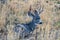 Mule Deer Buck in Prairie Grass. Colorado Wildlife. Wild Deer on the High Plains of Colorado