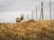 Mule Deer Buck in Profile