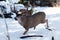 Mule deer buck running in snow