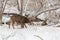 Mule deer buck sniffing around near some does