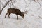 Mule deer buck sniffing the snowy ground