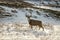 Mule Deer Buck in the Snow in Badlands National Park