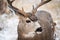 Mule Deer Buck in Snow. Wild Deer In the Colorado Great Outdoors