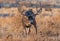 A Mule Deer Buck With Tumbleweed