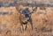 A Mule Deer Buck with Tumbleweed Stuck in Antlers