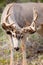 Mule deer buck with velvet antler grazing