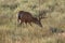 Mule Deer Buck in Velvet Grazing