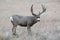 Mule Deer Buck - Wild Deer on the High Plains of Colorado