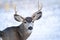 Mule Deer Buck in Winter Landscape