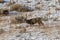 Mule Deer Buck in Wyoming in Winter