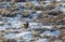 Mule Deer Buck in Wyoming in Winter