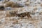 Mule Deer Buck in Wyoming in Winter