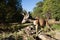 Mule deer buck in Yosemite Valley.