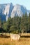 Mule deer buck in Yosemite Valley.