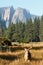 Mule deer buck in Yosemite Valley