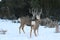 Mule Deer Bucks