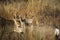 Mule deer bucks