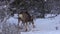 Mule Deer Bucks Fighting