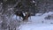 Mule Deer Bucks Fighting