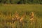 Mule Deer Bucks in Velvet