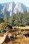 Mule deer bucks in Yosemite Valley