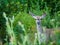 Mule Deer caught in moment eating plants