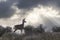 Mule Deer with Clearing Storm