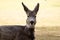 Mule deer doe is chewing dry grass in spring
