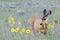 Mule Deer Doe Feeding on Prairie Sunflower