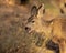 Mule Deer Doe feeds on plants in early morning