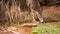 A mule deer doe gets a drink of water from a natural spring in the Utah mountains