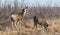 Mule deer doe keeping watch over fawn